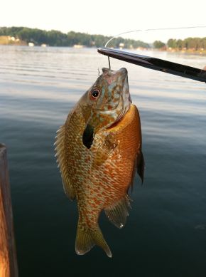 Smith Mountain Lake 2011